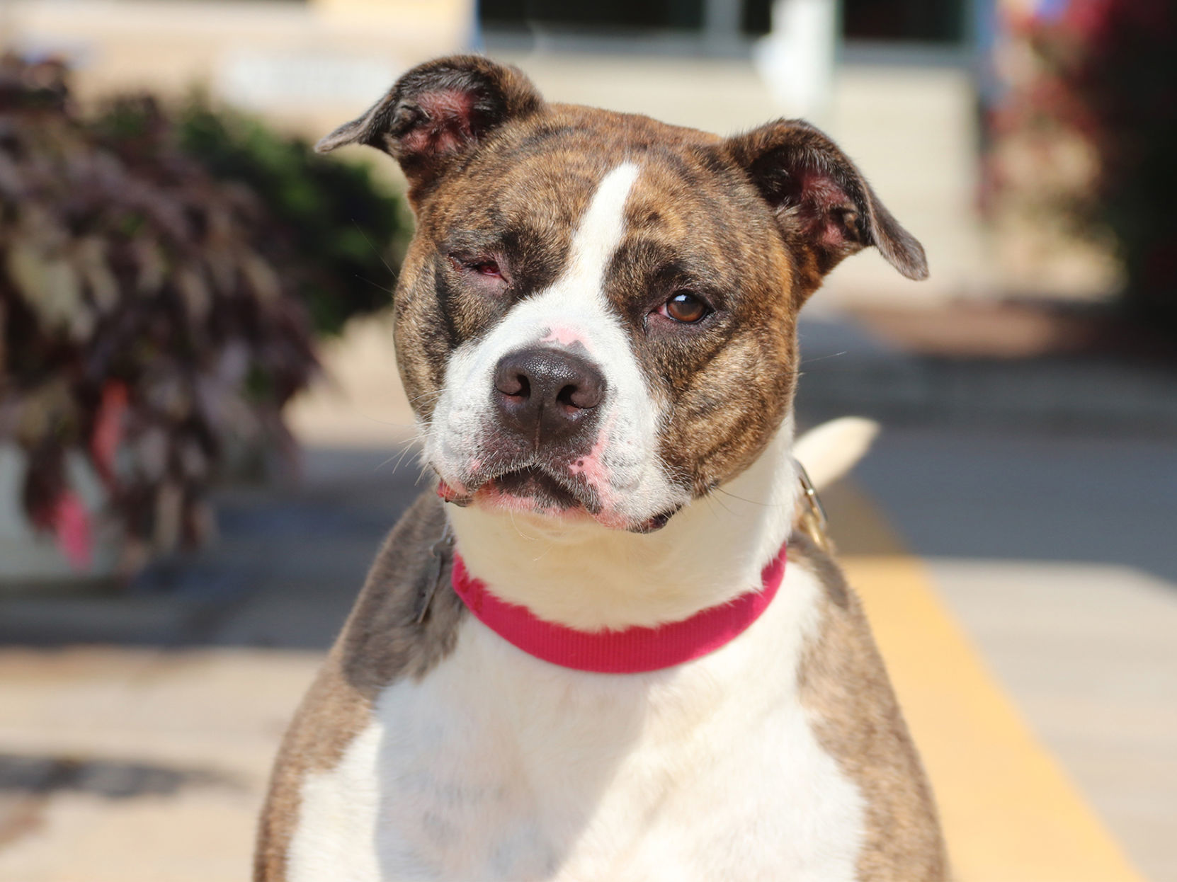 Last week's pet, still available: Spunky